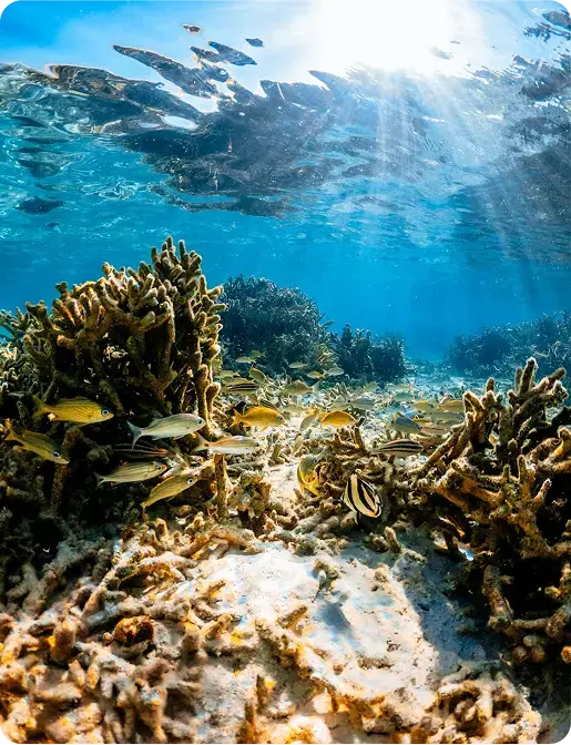 snorkeling