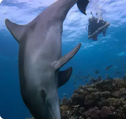 SURPRISING DIVING TRUTHS YOU NEED TO KNOW